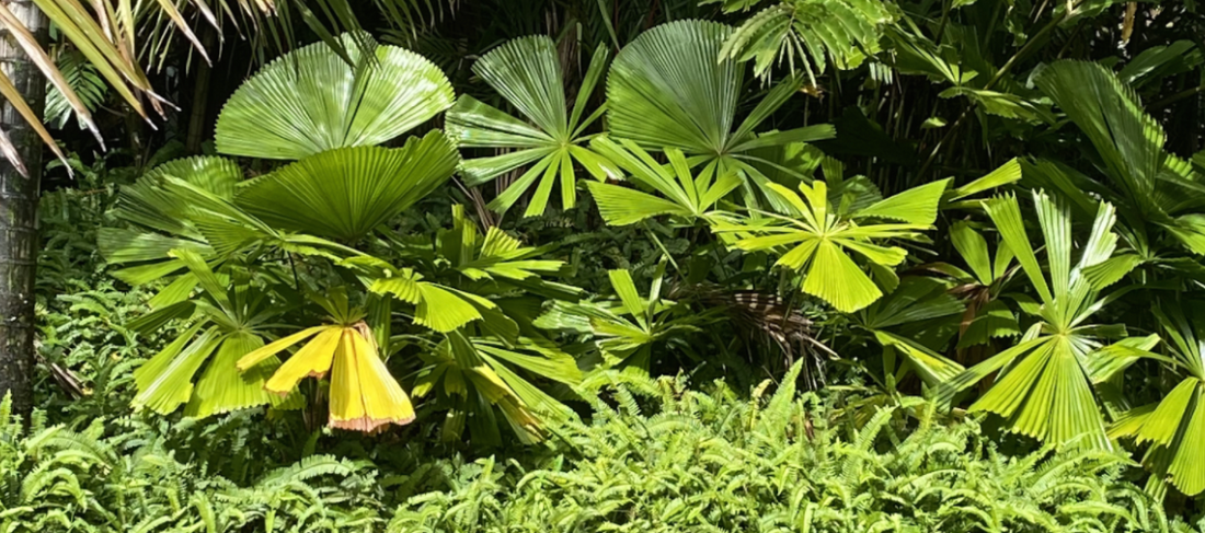 An intergenerational project: The birth of a Licuala palm nursery